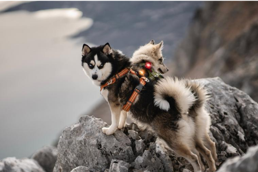 Orbiloc, luz LED de seguridad para perros en Pet Shopping